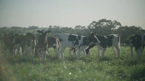 Cows at Dairy Farm Stock Footage 219600317