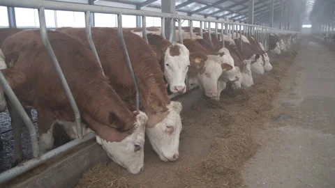 Cows on a dairy farm Stock-Footage 235514393