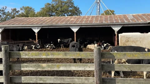 Cows at a dairy farm in winter Stock Footage 326011600