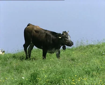 COWS dark cow AUDIO Stock-Footage 11465346