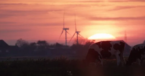 Cows in the dawn Stock Footage 97443534