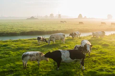 Cows at dawn Stock Photos