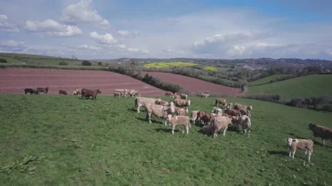 Cows on Devon Fields and Meadows, English Village, England, Europe 動画素材 175778205