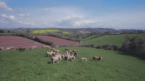 Cows on Devon Fields and Meadows, English Village, England, Europe Stock Footage 175779092