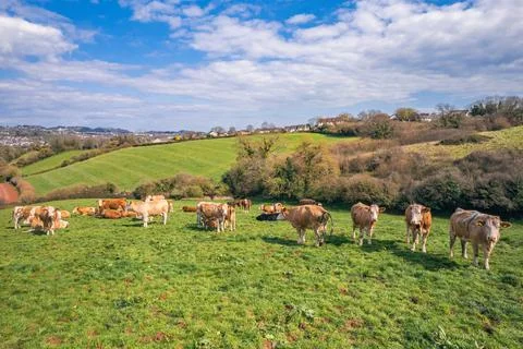 Cows on Devon Fields and Meadows from a drone, English Village, England Stock-Fotos