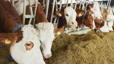 Cows Devouring Fodder - Agriculture Stock Footage 83678070