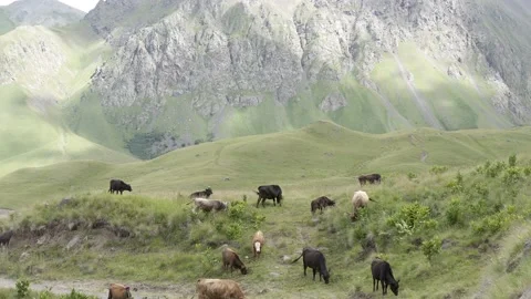Cows of different colors graze in mountain meadows Stock Footage 166548364