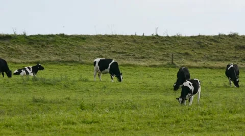 Cows on the dike Stock Footage 44497055