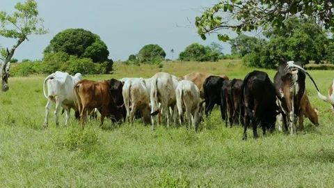 Cows do what they do best, grazing on the grassland Stock Footage 163984521