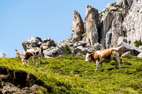 Cows on the dolomites one Stock Photos