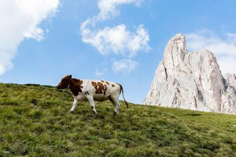 Cows on the dolomites Stock Photos