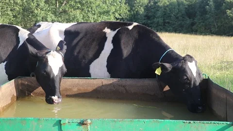 Cows drink water from a mobile container Stock Footage 113901579