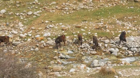 Cows drink water from a mountain river Stock-Footage 241924909