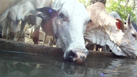 Cows Drink From Water Trough Camera Comes Out Of Water 스톡 동영상 102153557