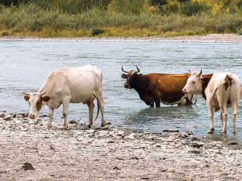 Cows drinking and standing in shallow river beside rocky shore, rural livestock Stock Photos