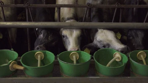 Cows Drinking Milk from Green Bucket Stock Footage