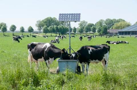 Cows drinking Stock Photos