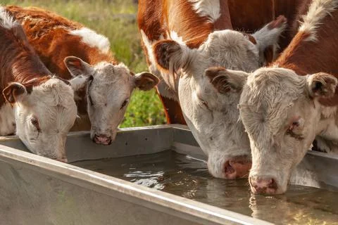 Cows drinking Stock Photos