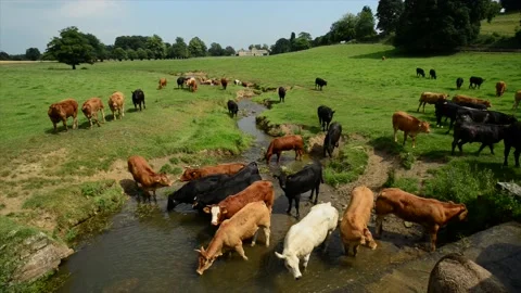 Cows drinking in stream by hovingham hall north yorkshire moors uk Stock Footage 205603732