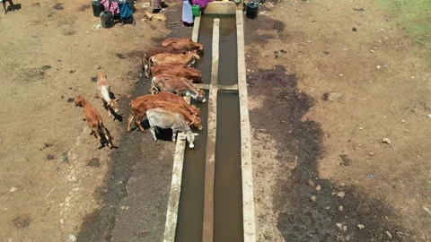 Cows drinking water in animal traff Video stock 287983840