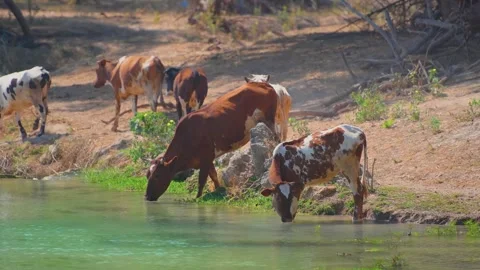 Cows Drinking Water in Arid Landscape East of Salalah, Oman Stock Footage 324769391