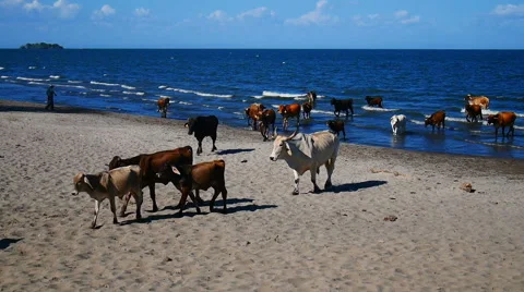 Cows drinking water on a beach of Ometepe Lake. Stock Footage 40323622