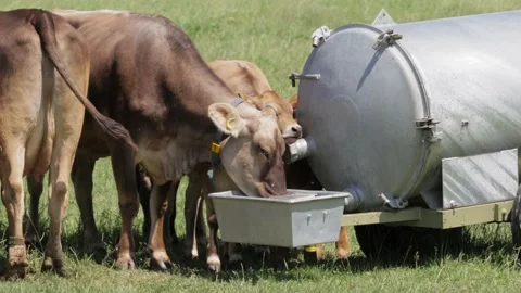 Cows drinking water with calves at special metal trailer drinking place Stock Footage 201677224
