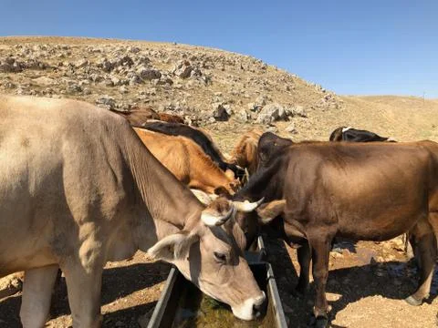 Cows drinking water in can Foto stock