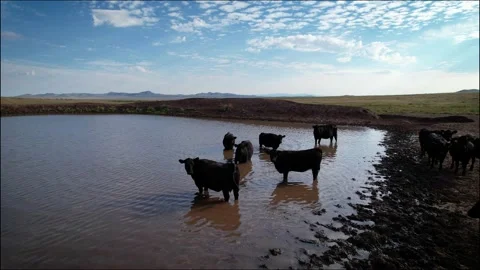 Cows drinking water in the field 1 Stock Footage 229359226