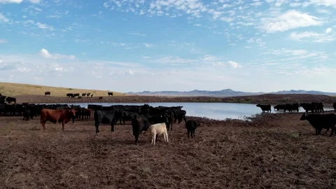 Cows drinking water in the field 2 Stock Footage 229359324