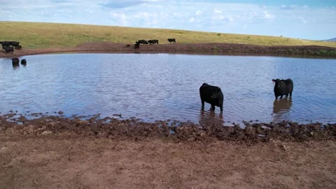Cows drinking water in the field 5 Stock Footage 229359336