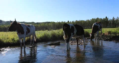 Cows drinking water from the flowing river Stock Footage 148265997