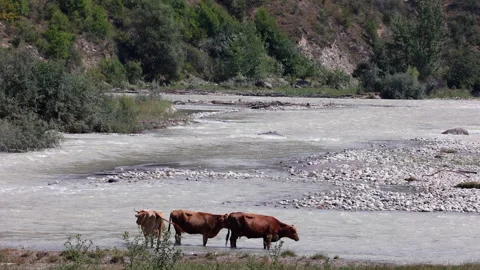 Cows Drinking Water By A Flowing River In A Peaceful Natural Setting Surrounded  Stock Footage 304395265
