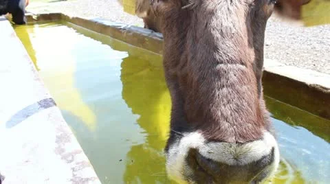 Cows drinking water Stock Footage 12732592