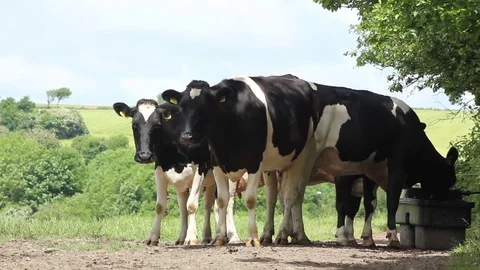 Cows drinking water Stock Footage 75343498