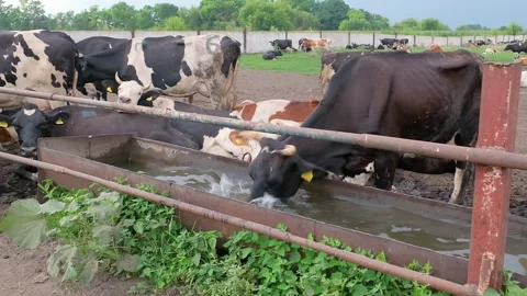 Cows drinking water from iron trough on dairy farm Stock Footage 200010848