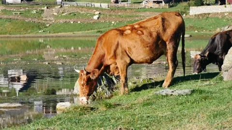 Cows drinking water from lake 스톡 동영상 42994502