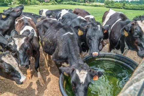 Cows drinking water Stock Photos
