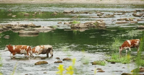 Cows Drinking In The Water, River 4k Video stock 51802875