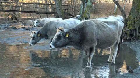 Cows Drinking Water From River In Beautiful Country Side Stock Footage 85449547