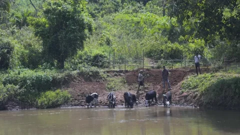 Cows drinking water from river on coffee farm Stock-Footage 157579204