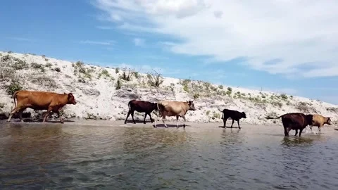 Cows drinking water from the river Stock Footage 202204428