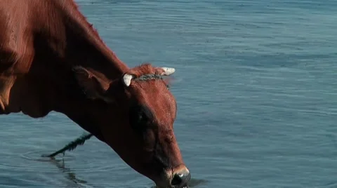 Cows drinking water from the river Nile Video stock 7734800