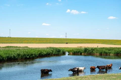 Cows drinking water in river. Tranquil landscape of countryside in Europe Stock Photos