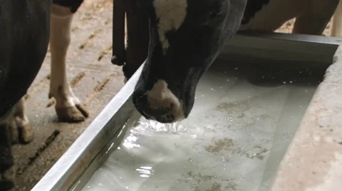 Cows drinking water in the stable,close up shot. Stock Footage 59090537
