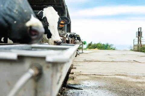Cows drinking water on a sunny day at the farm Stock Photos