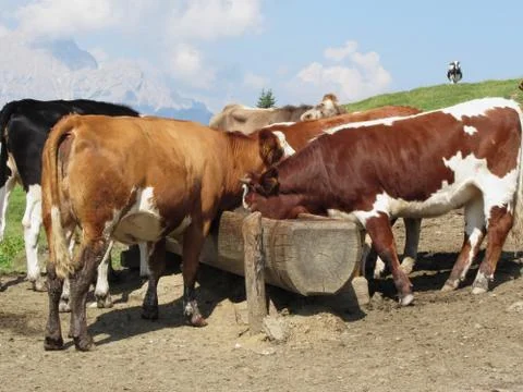 Cows drinking water from a trough in an alpine pasture Stock Photos