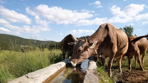 Cows drinking water from a trough Stock Footage 294000278