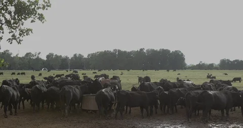 Cows Drinking from Water Trough on Texas Cattle Ranch Stock Footage