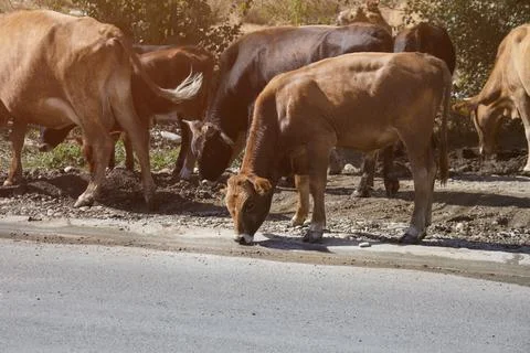 Cows drinks water on the road in the countrysid. 库存照片